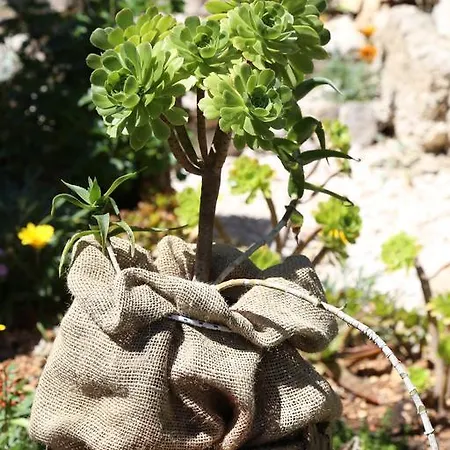 Uskok דירה